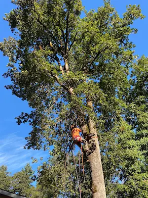 Malkuch's Tree Service Gallery - image 1