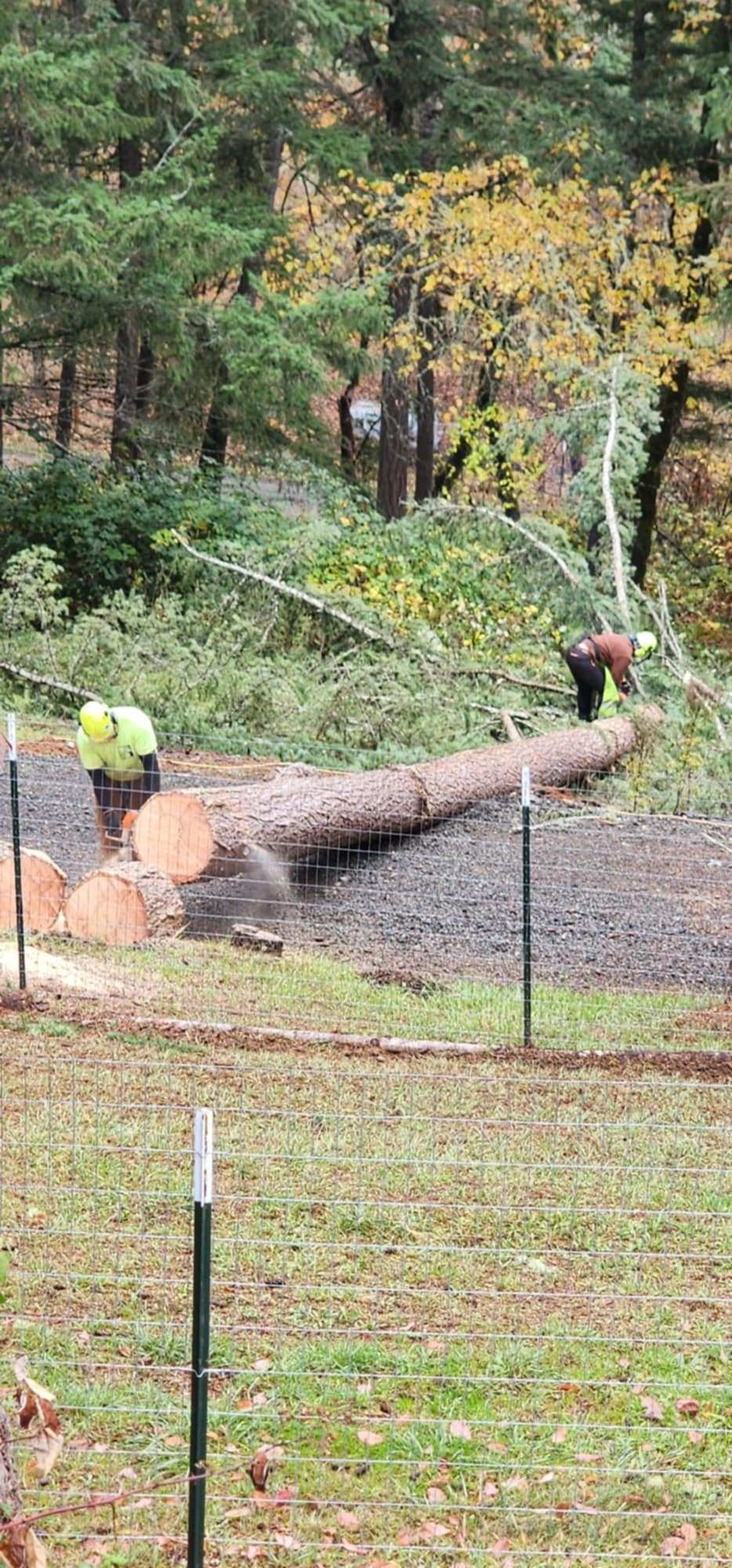 Malkuch's Tree Service Gallery - image 5