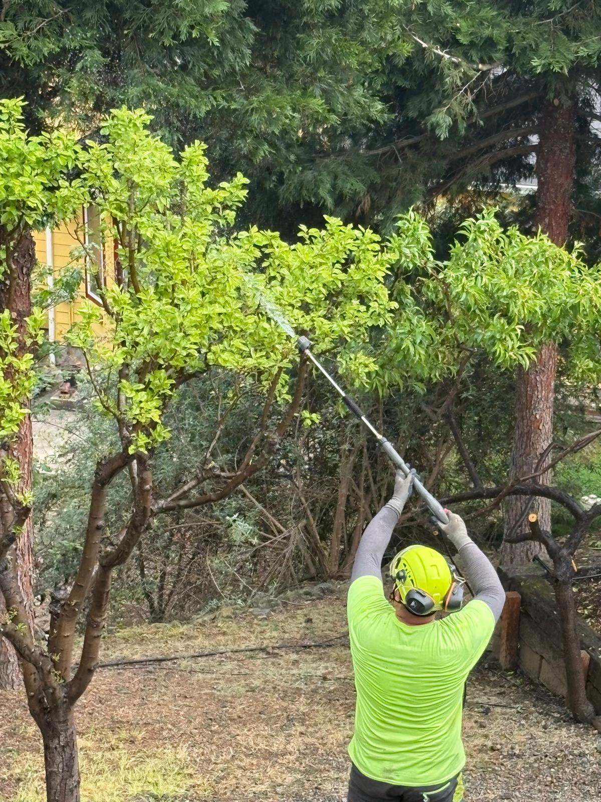 Malkuch's Tree Service Gallery - image 6