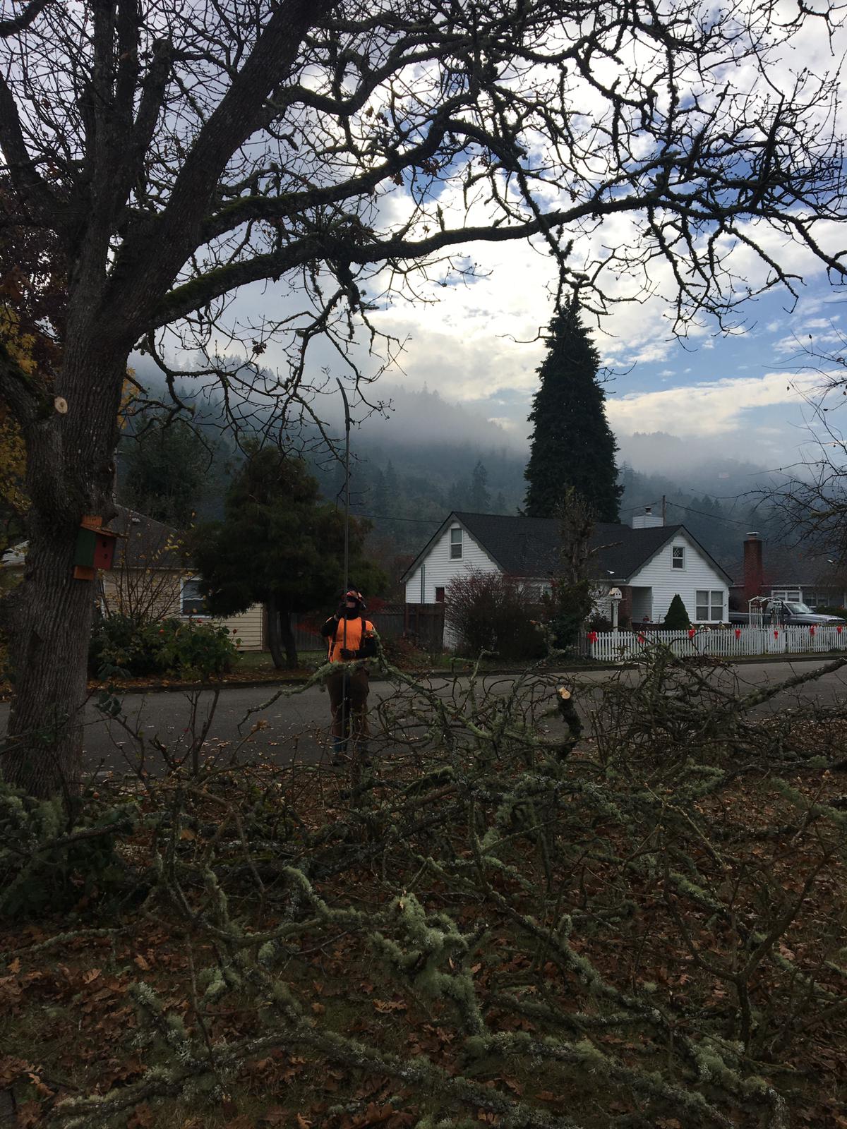 Malkuch's Tree Service Gallery - image 6