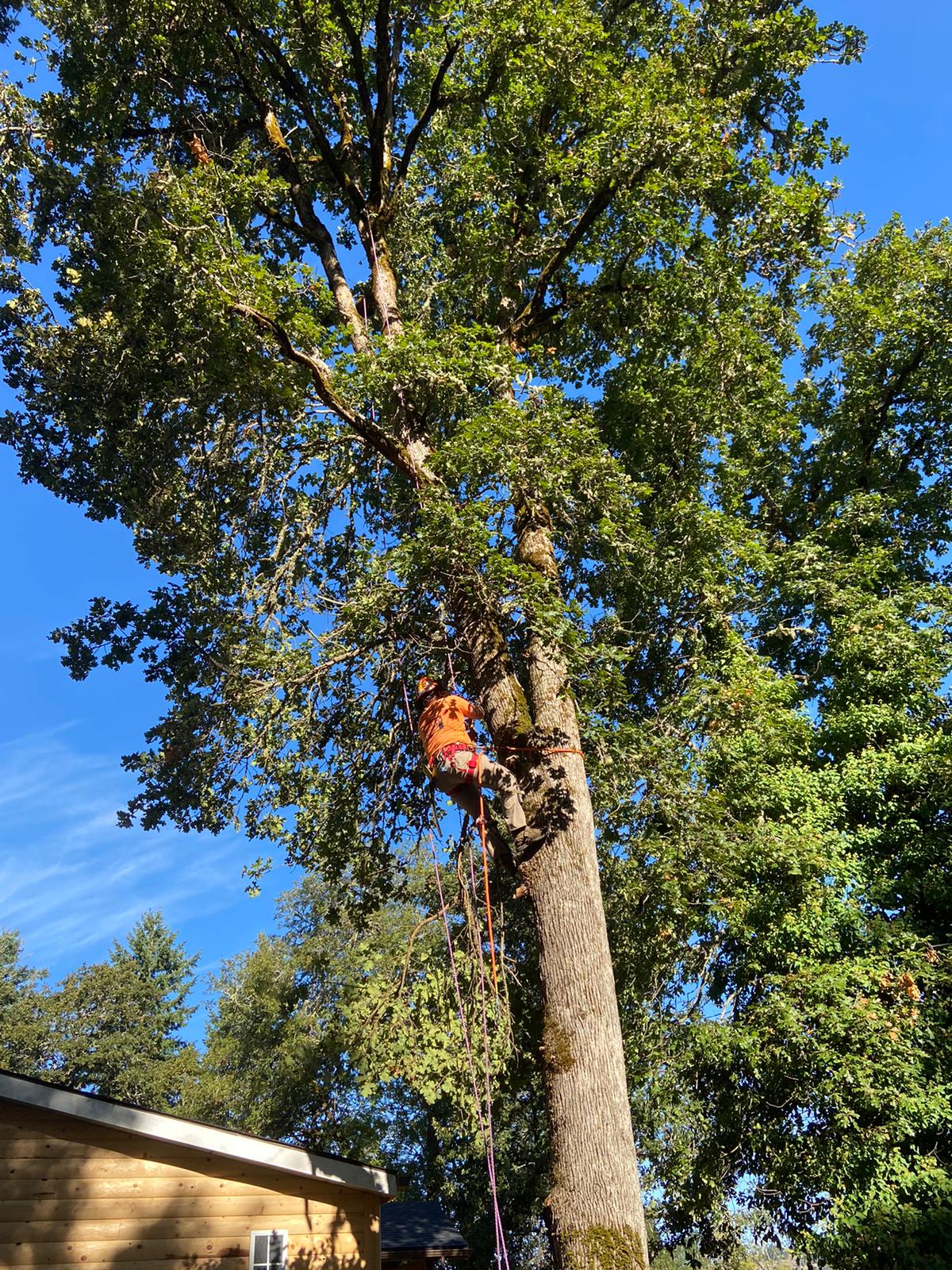 Malkuch's Tree Service Gallery - image 7