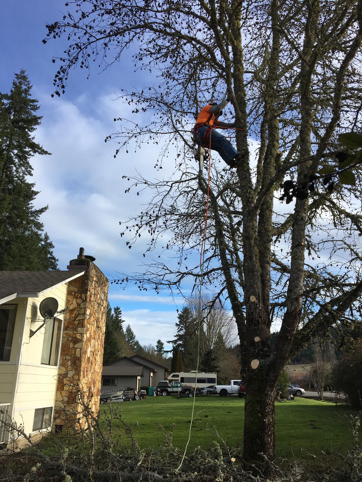 Professional tree trimming & pruning services in Roseburg, OR