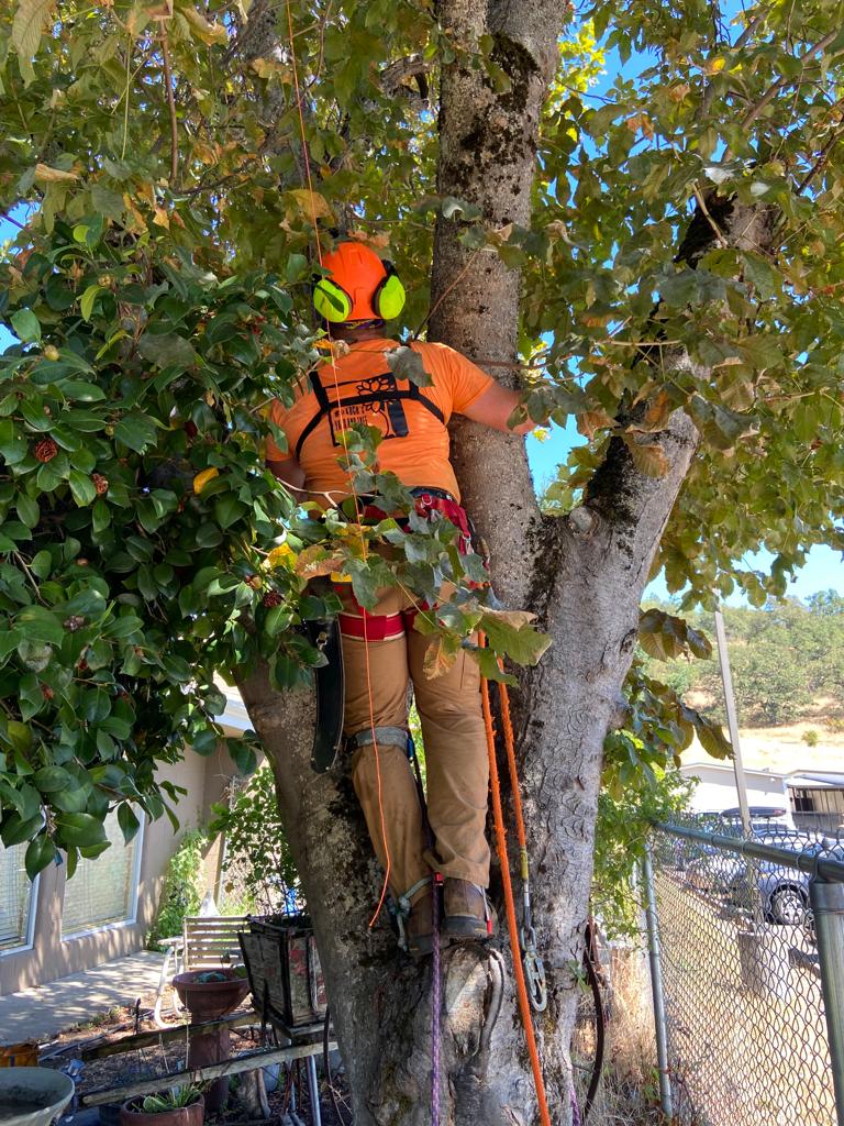 Tree cabling & bracing services in Roseburg, OR