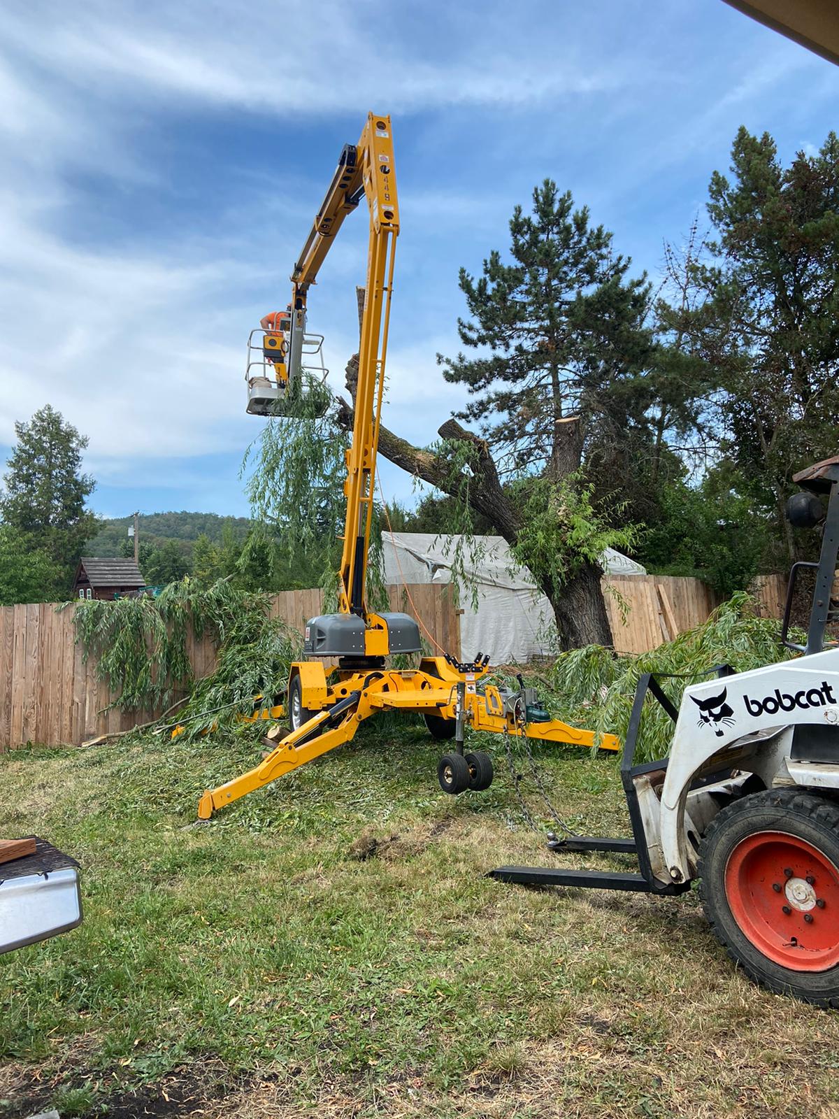 Professional tree removal services in Roseburg, OR