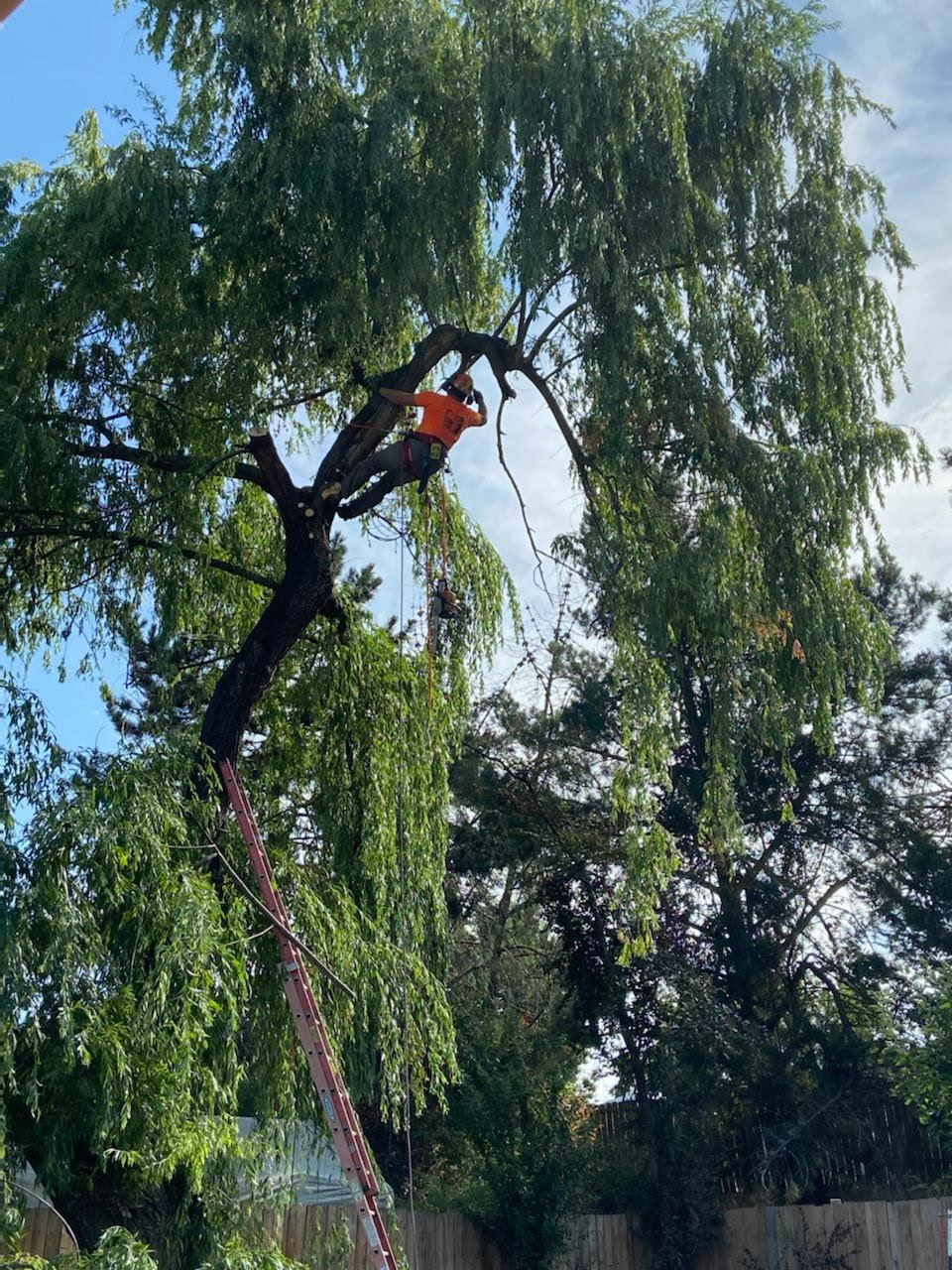 Malkuch's Tree Service Gallery - image 0