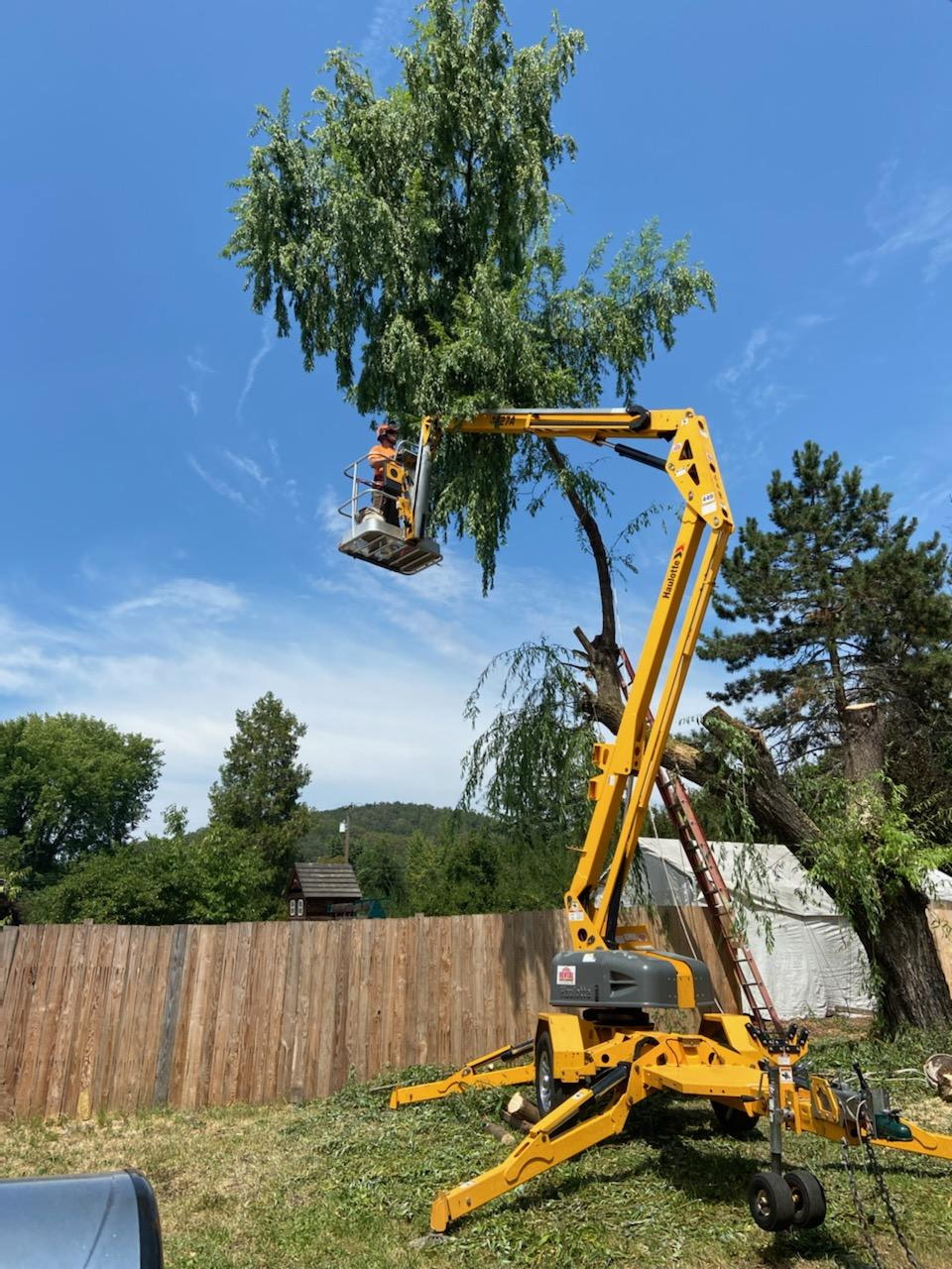 Malkuch's Tree Service Gallery - image 1