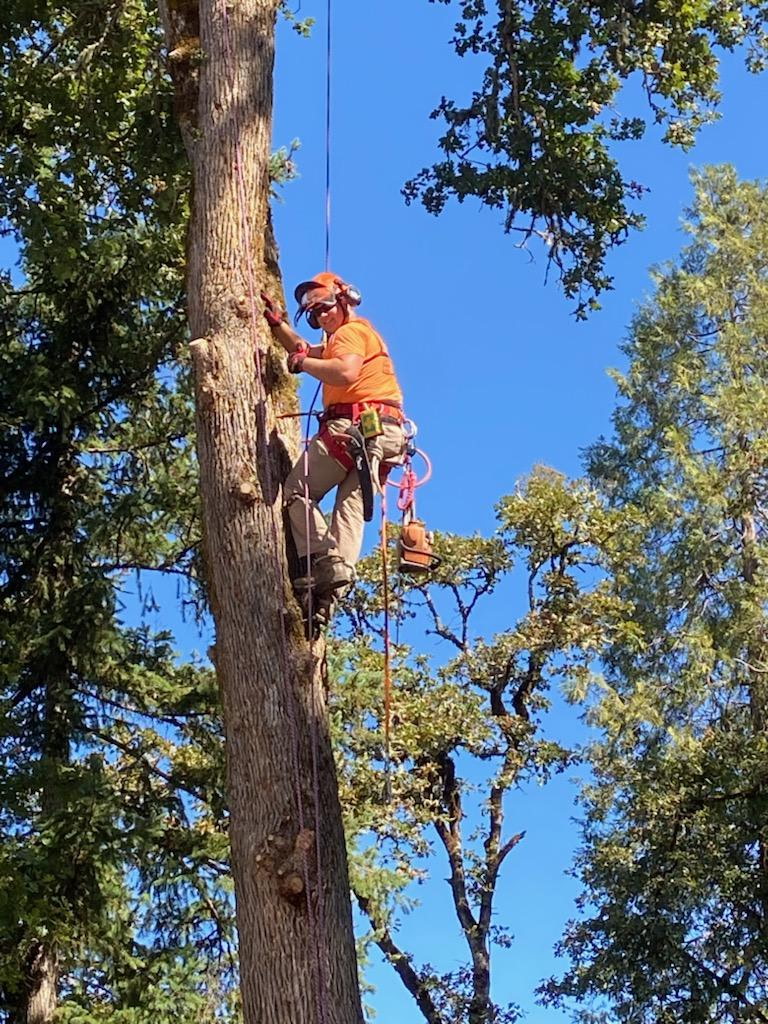Malkuch's Tree Service Gallery - image 2