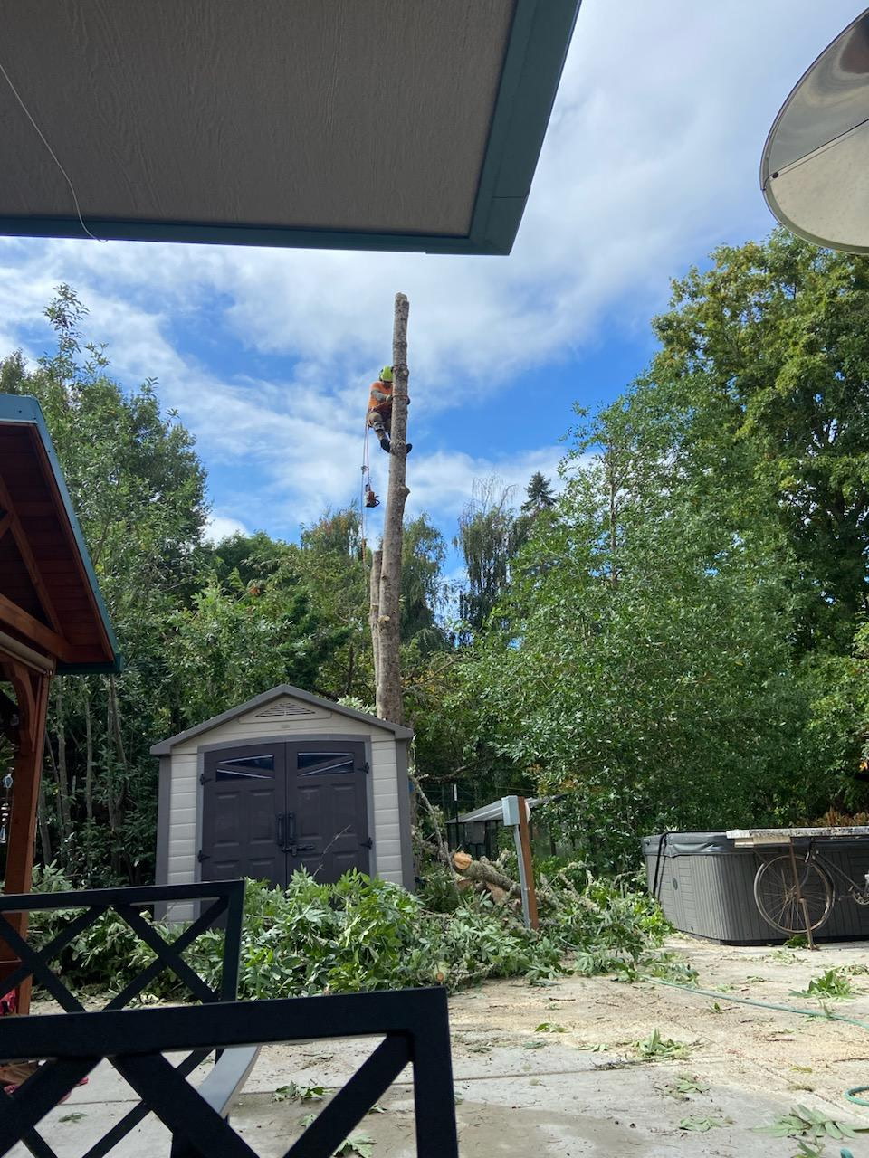 Malkuch's Tree Service Gallery - image 3