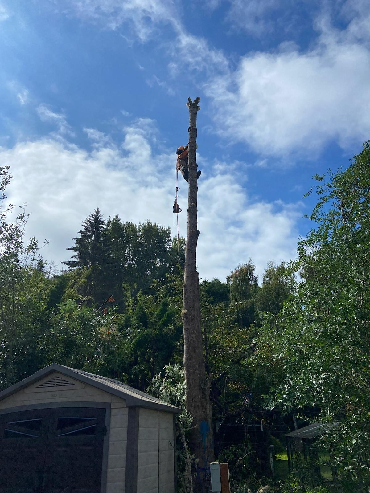 Malkuch's Tree Service Gallery - image 4
