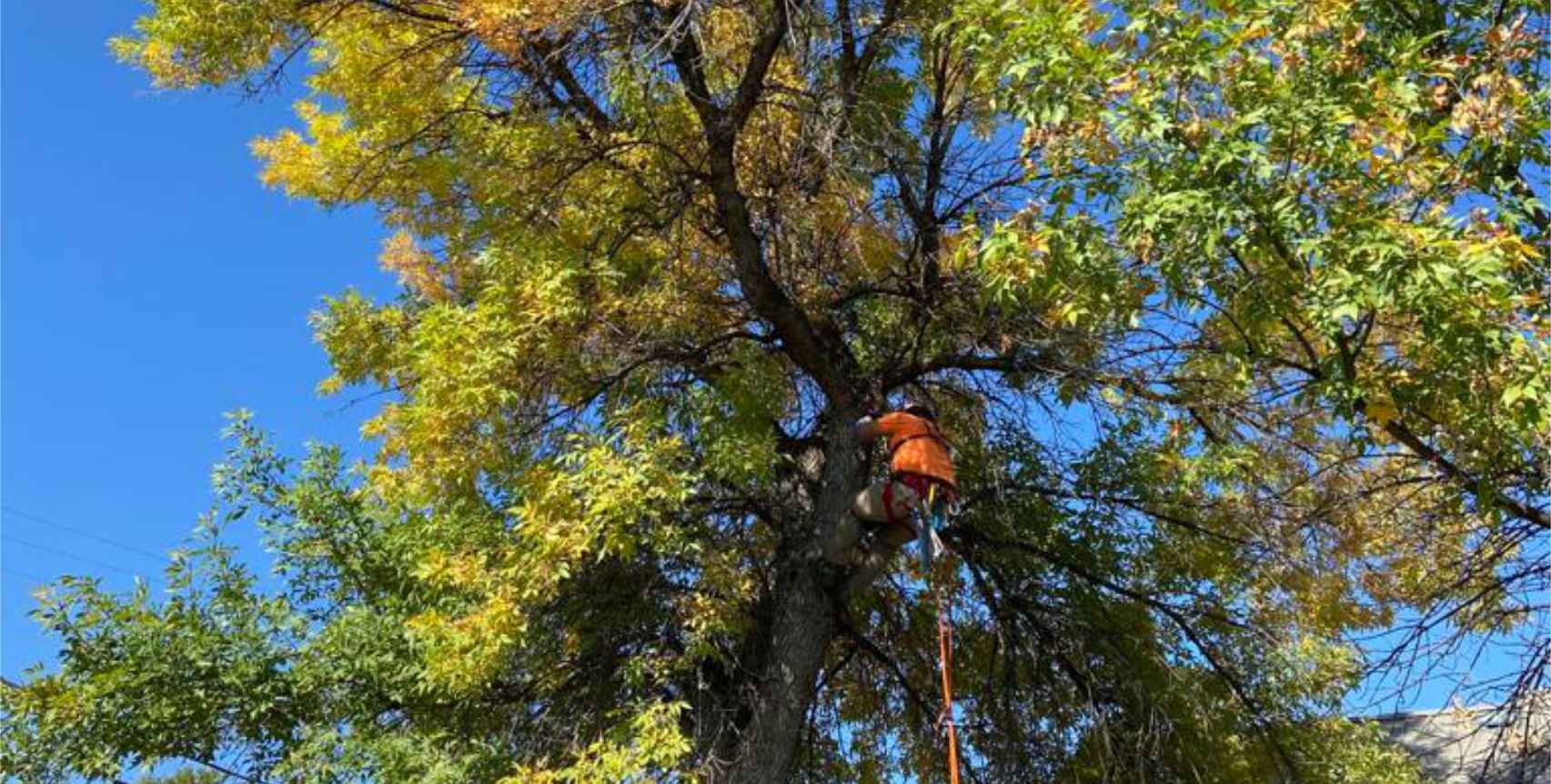 Malkuchs Tree Service - Climbing a Tree