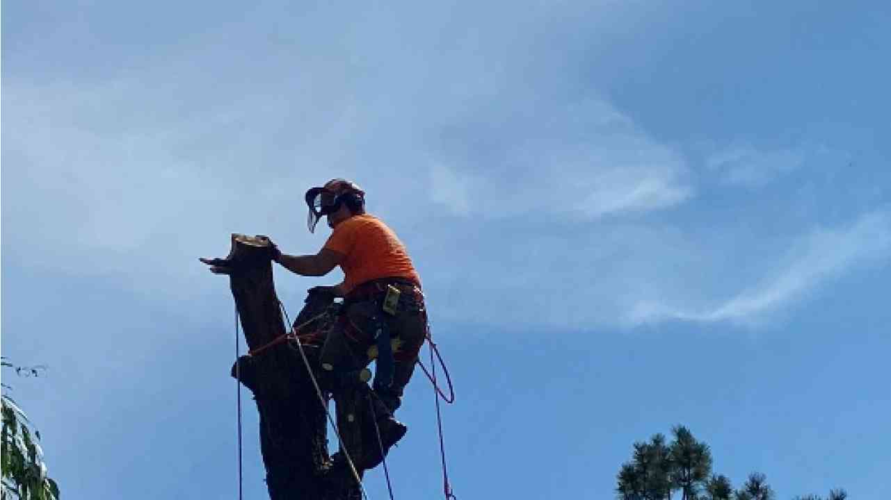 Tree Removal