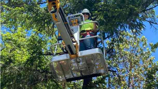 Tree Trimming & Pruning